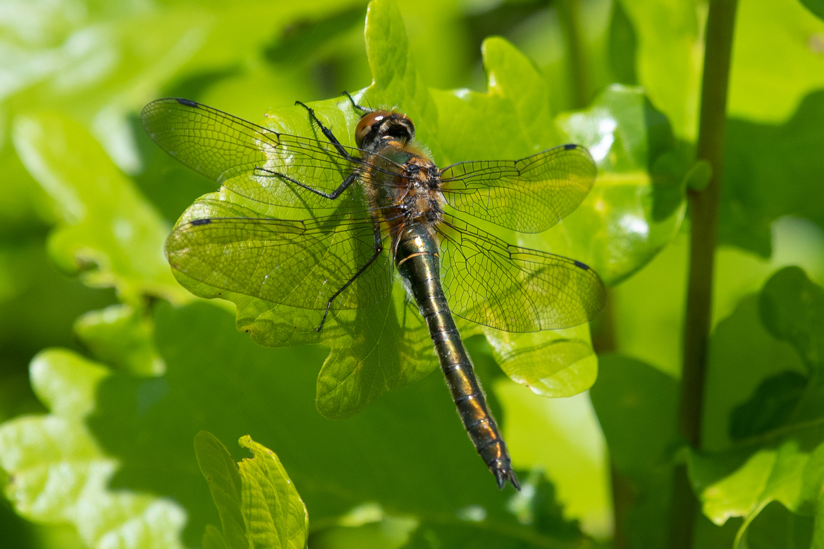 Downy Emerald